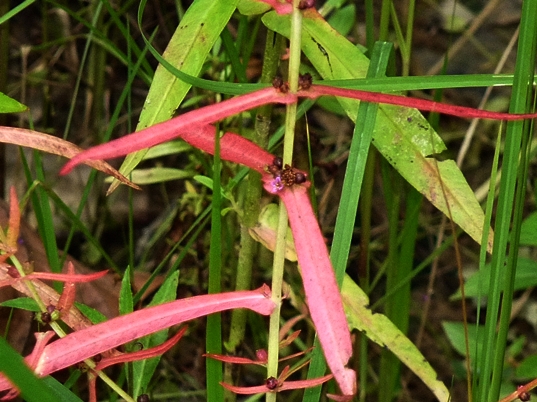 {Ammannia coccinea}